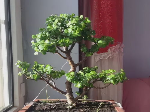不起眼的5种小草花，种花盆里养成漂亮盆景，能省不少钱