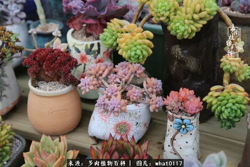 初四立春迎生机 二月多肉栽培要点全指南