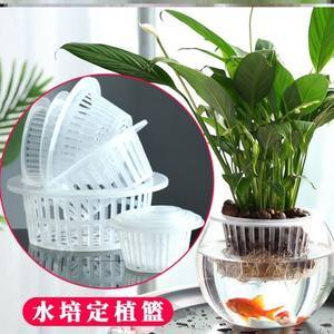 【水培植物种子无土栽培图片】近期83组水培植物种子无土栽培