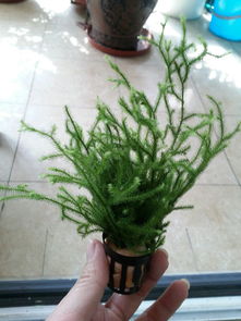 这是什么水草 老板说是阴性水草,我忘记名字了