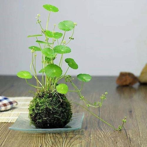 苔藓球植物 为家居增添自然生机的创意花盆
