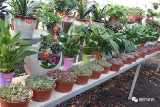 樟树花卉基地盛情回馈，300盆精品盆景全城免费送