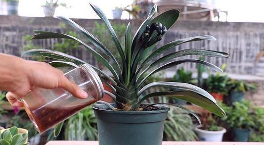 香蕉皮、果壳、果仁变废为宝，轻松搞定花盆栽培营养土