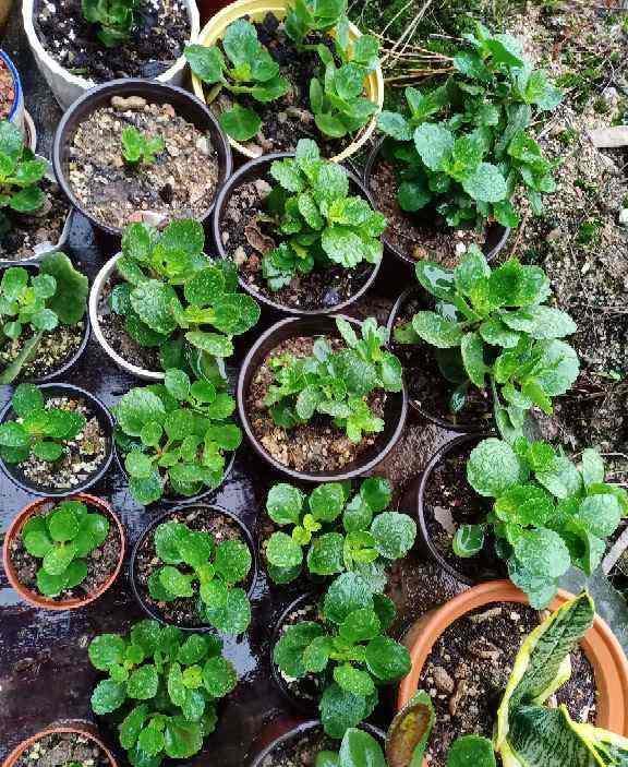 选对花盆，养好四种常见花卉