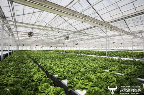 探秘京东植物工厂 从花盆生菜到未来农业的宏大棋局