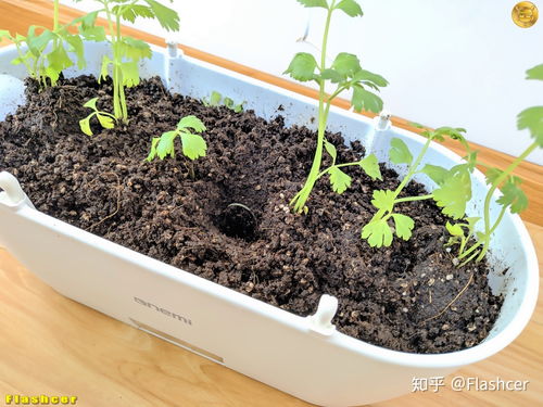 智能种植，贴心呵护——一米田智能种植伴侣体验