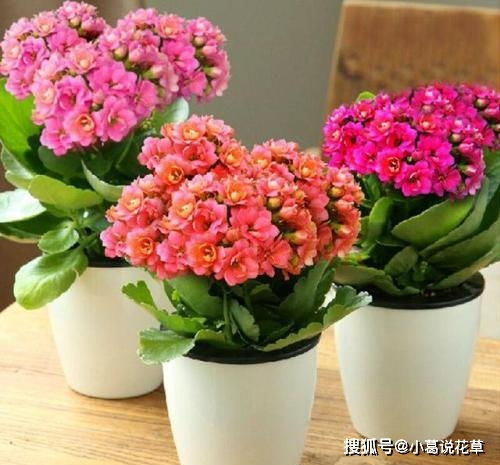 懒人福音 三种适合小盆栽种的漂亮花卉，少浇水反能叶绿花繁