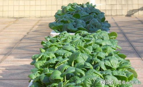 阳台种菜简易指南 新手也能十天一茬的盆栽蔬菜种植法