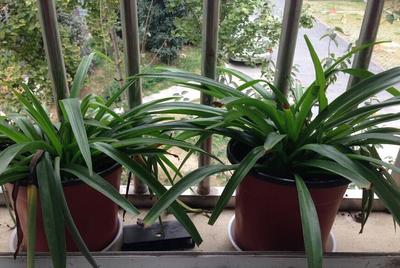 这几种室内盆栽叶色浓绿而有光泽，好看又好养，你喜欢哪一种？